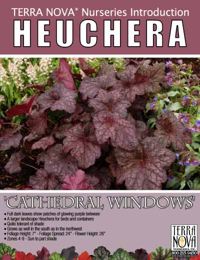 Heuchera 'Cathedral Windows' - Product Profile