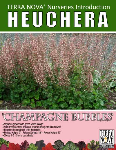 Heuchera 'Champagne Bubbles' - Product Profile