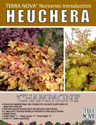 Heuchera 'Champagne' - Product Profile