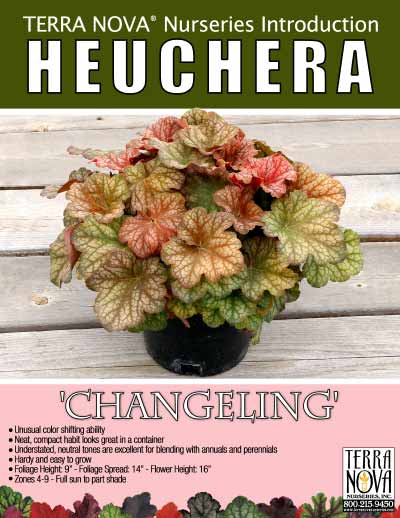Heuchera 'Changeling' - Product Profile