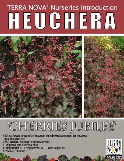 Heuchera 'Cherries Jubilee' - Product Profile
