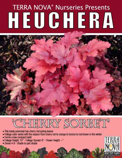 Heuchera 'Cherry Sorbet' - Product Profile