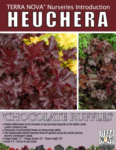 Heuchera 'Chocolate Ruffles' - Product Profile