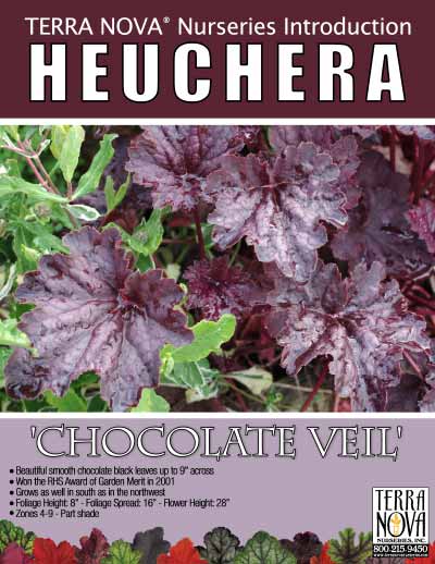 Heuchera 'Chocolate Veil' - Product Profile