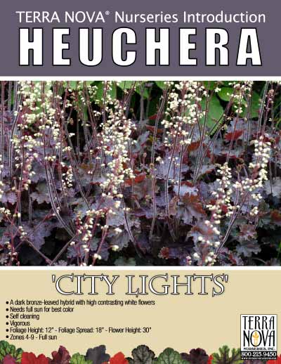 Heuchera 'City Lights' - Product Profile