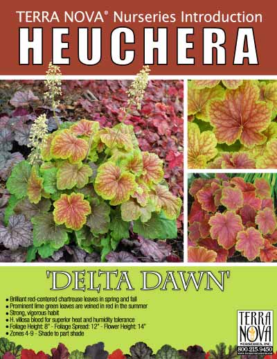 Heuchera 'Delta Dawn' - Product Profile