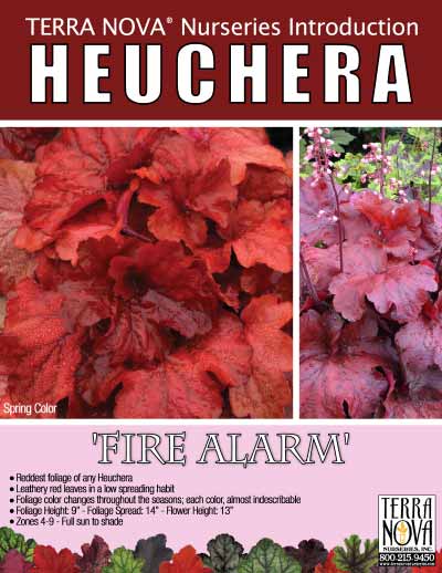 Heuchera 'Fire Alarm' - Product Profile