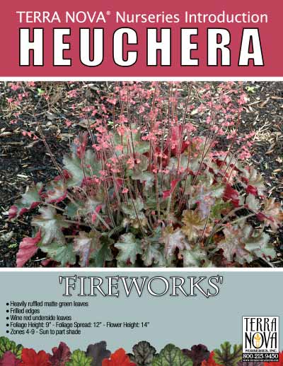 Heuchera 'Fireworks' - Product Profile