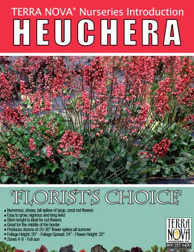 Heuchera 'Florist's Choice' - Product Profile