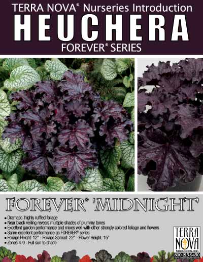 Heuchera FOREVER® 'Midnight' - Product Profile