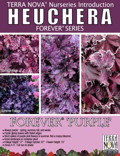 Heuchera FOREVER® 'Purple' - Product Profile