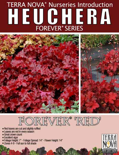 Heuchera FOREVER® Red - Product Profile