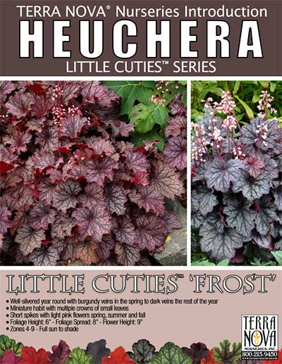 Heuchera LITTLE CUTIES™ 'Frost' - Product Profile