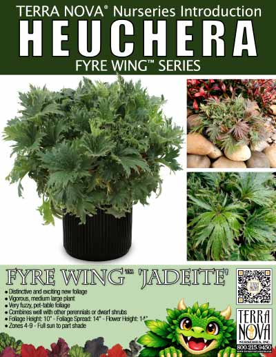 Heuchera FYRE WING™ 'Jadeite' - Product Profile