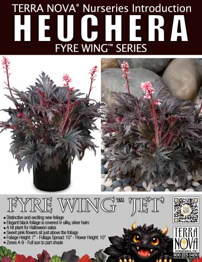 Heuchera FYRE WING™ 'Jet' - Product Profile