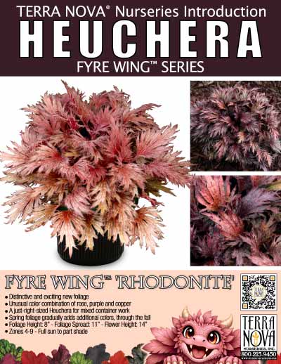 Heuchera FYRE WING™ 'Rhodonite' - Product Profile