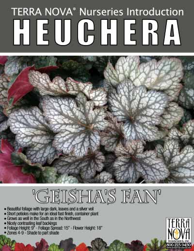 Heuchera 'Geisha's Fan' - Product Profile