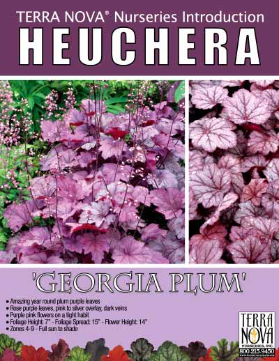 Heuchera 'Georgia Plum' - Product Profile