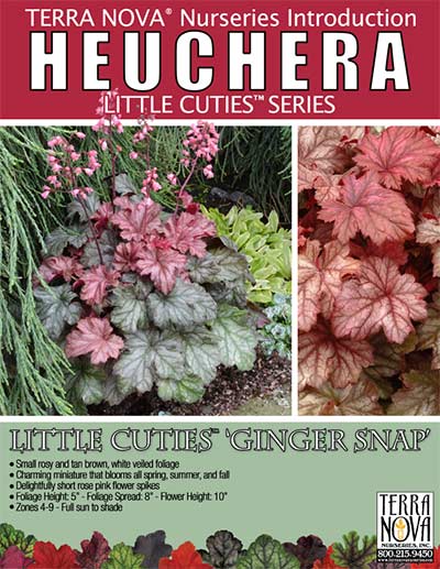 Heuchera LITTLE CUTIES™ 'Ginger Snap' - Product Profile