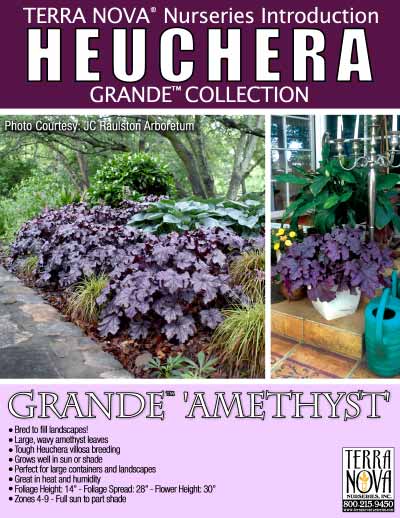 Heuchera GRANDE™ 'Amethyst' - Product Profile