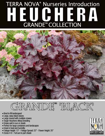 Heuchera GRANDE™ 'Black' - Product Profile