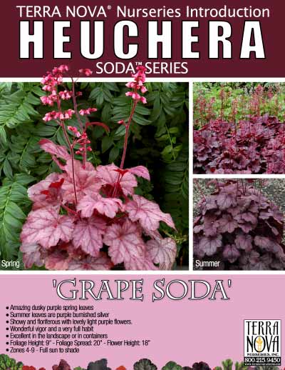 Heuchera 'Grape Soda' - Product Profile