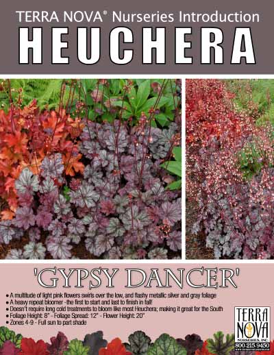 Heuchera 'Gypsy Dancer' - Product Profile