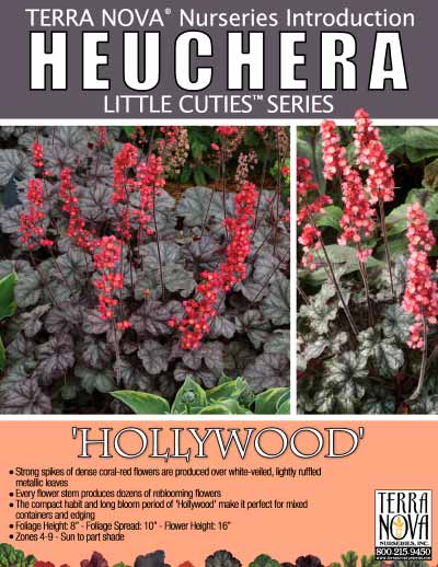 Heuchera 'Hollywood' - Product Profile