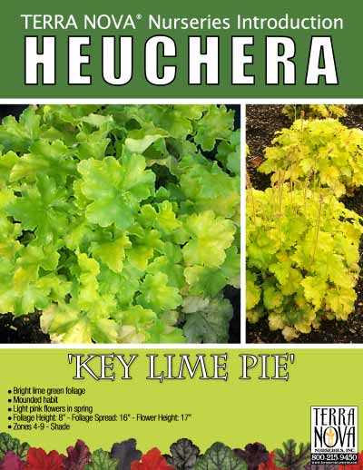 Heuchera 'Key Lime Pie' - Product Profile