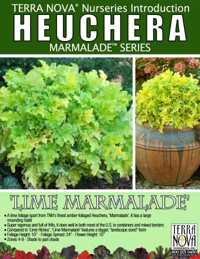 Heuchera 'Lime Marmalade' - Product Profile