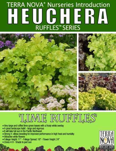Heuchera 'Lime Ruffles' - Product Profile