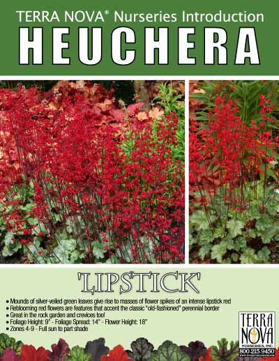 Heuchera 'Lipstick' - Product Profile