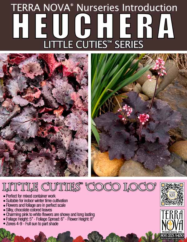 Heuchera LITTLE CUTIES™ 'Coco Loco' - Product Profile