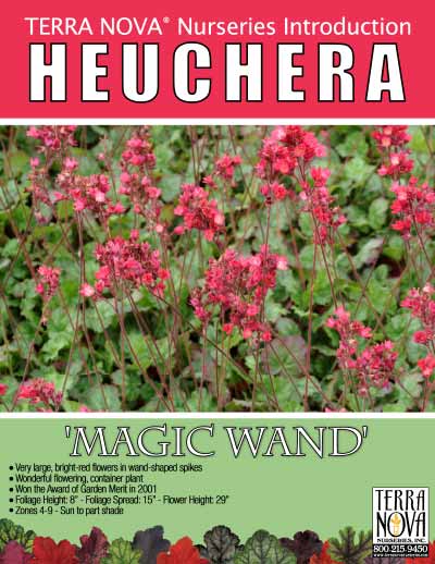 Heuchera 'Magic Wand' - Product Profile