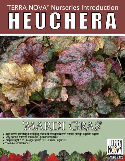 Heuchera 'Mardi Gras' - Product Profile