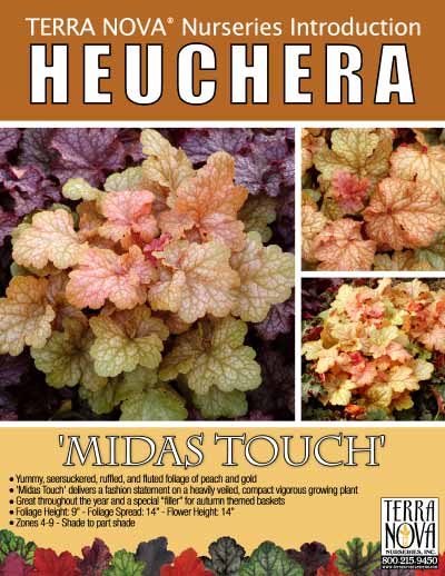 Heuchera 'Midas Touch' - Product Profile