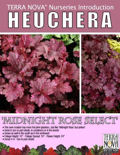 Heuchera 'Midnight Rose Select' - Product Profile