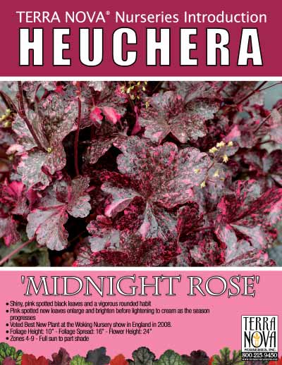 Heuchera 'Midnight Rose' - Product Profile