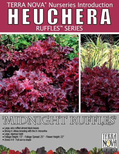 Heuchera 'Midnight Ruffles' - Product Profile