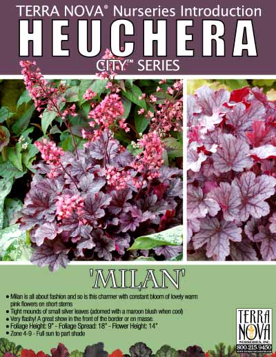 Heuchera 'Milan' - Product Profile