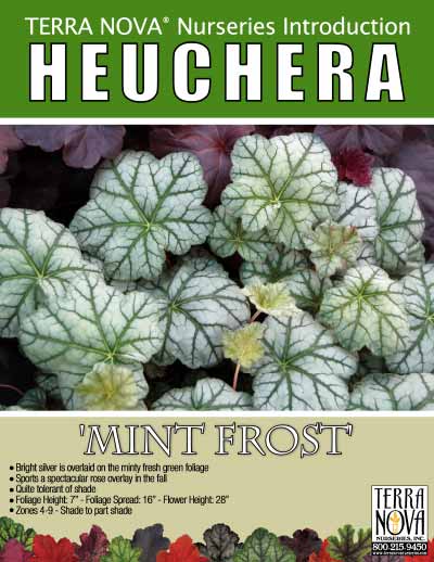 Heuchera 'Mint Frost' - Product Profile
