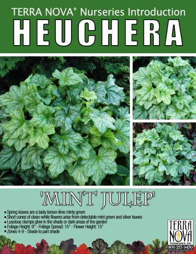 Heuchera 'Mint Julep' - Product Profile