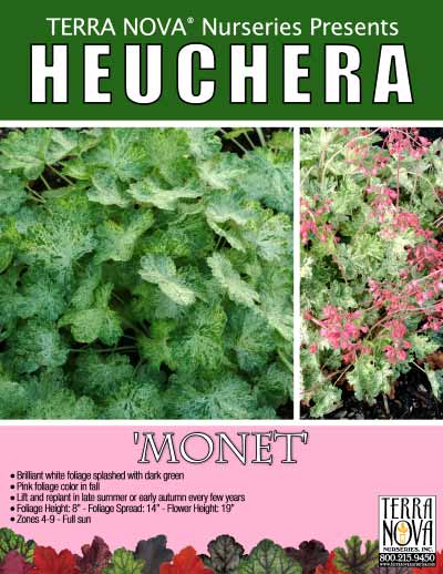 Heuchera 'Monet' - Product Profile