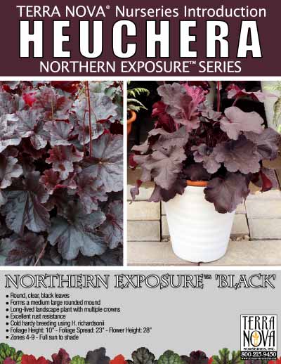 Heuchera NORTHERN EXPOSURE™ 'Black' - Product Profile