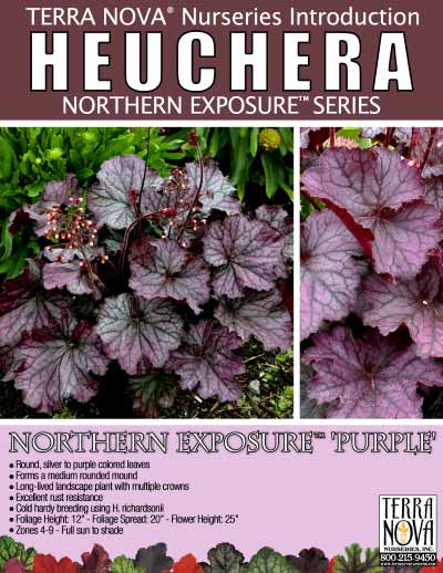 Heuchera NORTHERN EXPOSURE™ 'Purple' - Product Profile
