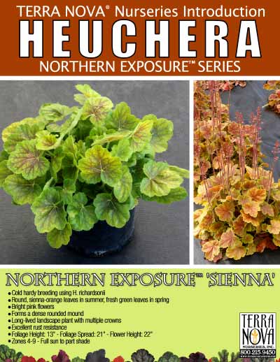 Heuchera NORTHERN EXPOSURE™ 'Sienna' - Product Profile