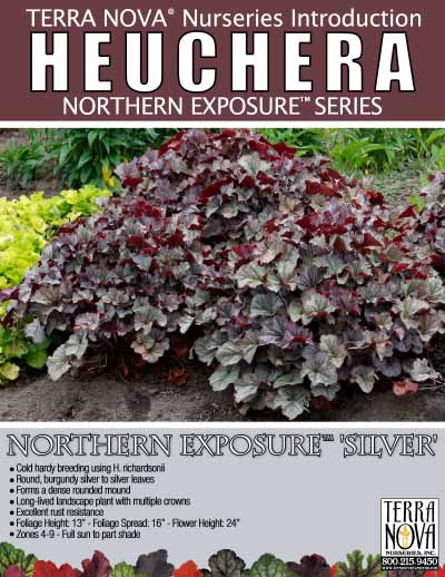 Heuchera NORTHERN EXPOSURE™ 'Silver' - Product Profile