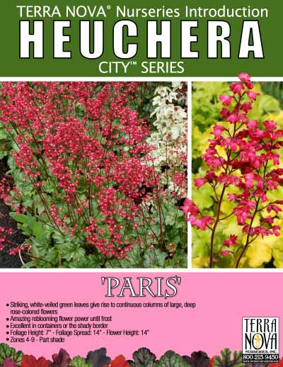 Heuchera 'Paris' - Product Profile