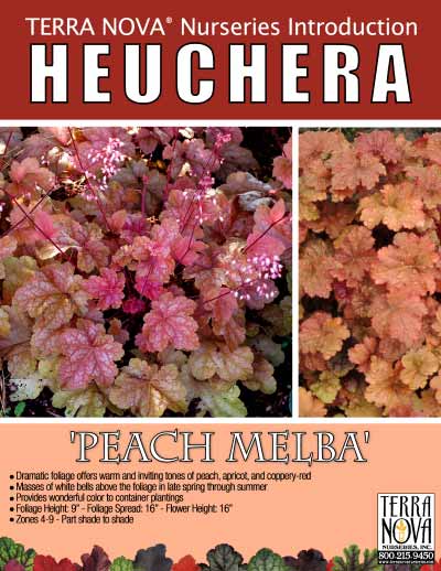 Heuchera 'Peach Melba' - Product Profile