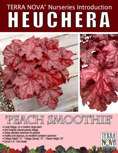 Heuchera 'Peach Smoothie' - Product Profile